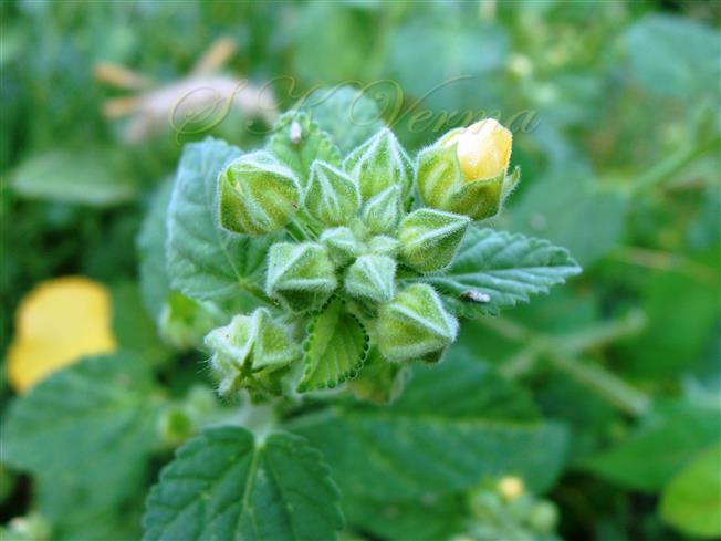  Young flowers-Calyx 10-ribbed